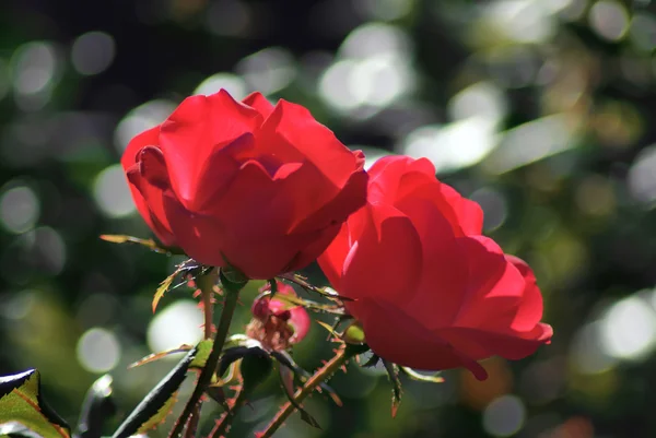 Two red roses — Stock Photo, Image