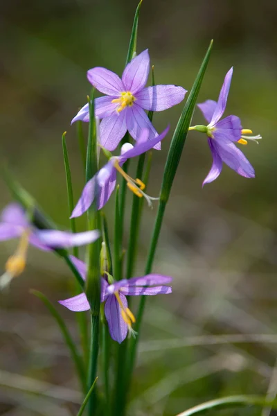 Lila snowdrop blommor — Stockfoto