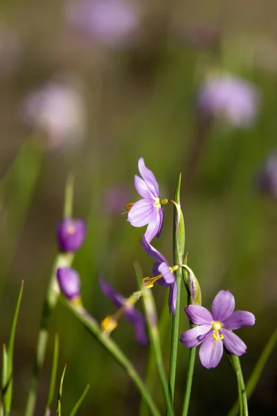 Flores de neve roxas — Fotografia de Stock