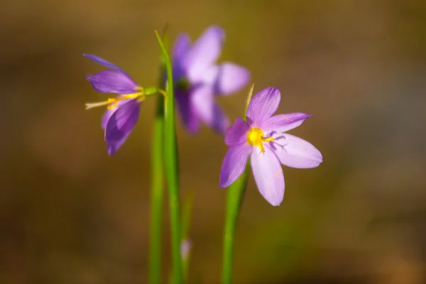 紫色雪花莲的花 — 图库照片