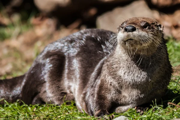 River otter sitting on a wet trunk (lutra lutra) — Stock Photo, Image