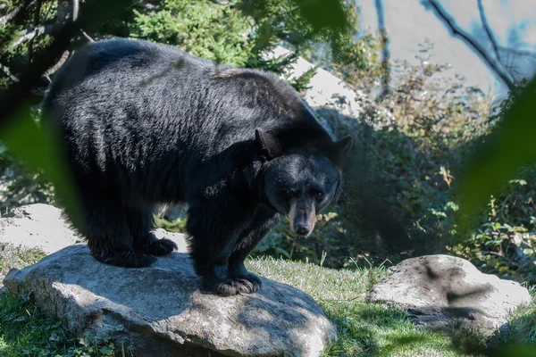 Orso nero — Foto Stock