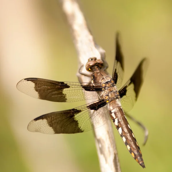 Dragonfly — Stock Photo, Image