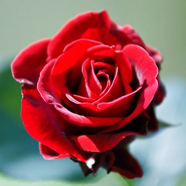 Red rose close up — Stock Photo, Image