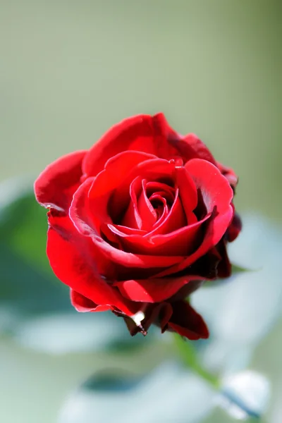 Red rose close up — Stock Photo, Image