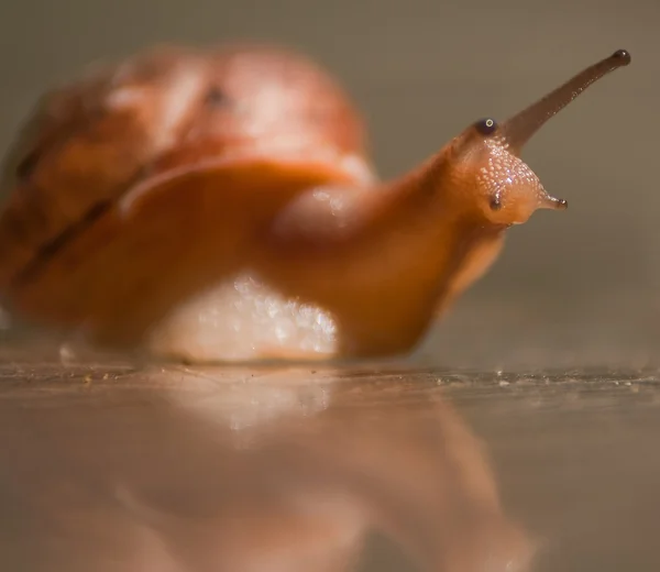 大蜗牛爬 — 图库照片