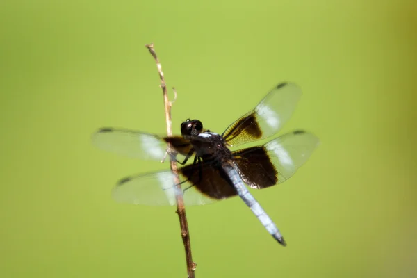 Dragonfly — Stock Photo, Image