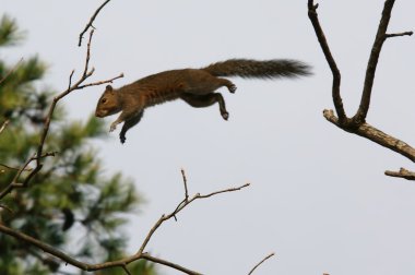 Flying squirrel