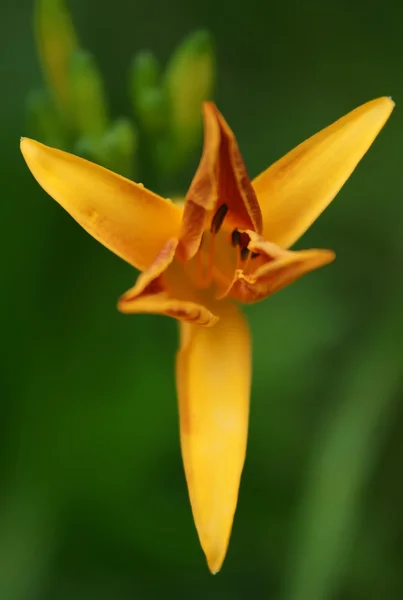 Orange lilja — Stockfoto