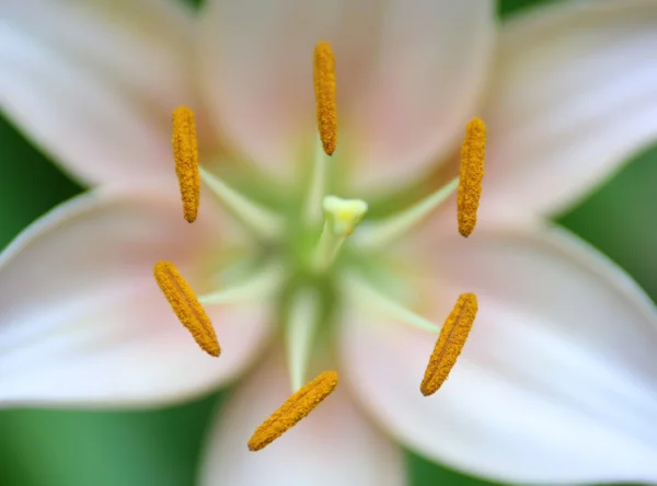 对称花卉特写 — 图库照片