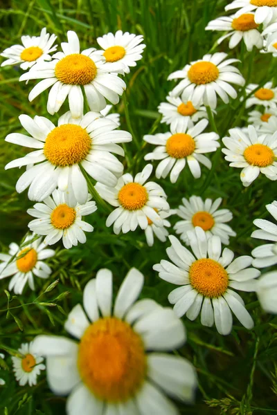 Hvide daisy blomster - Stock-foto