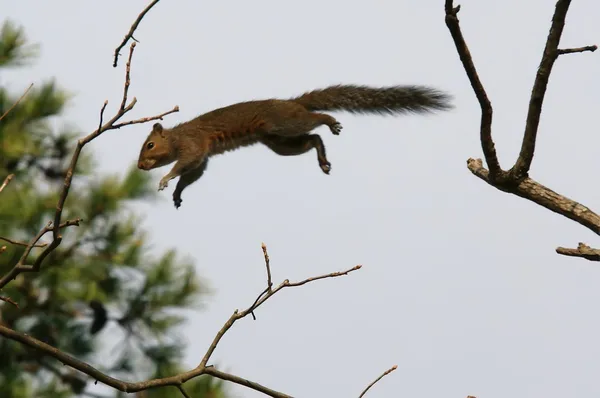플 라 잉 다람쥐 — 스톡 사진