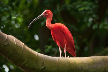 Pink tropical bird clipart