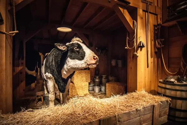 Cow on the farm — Stock Photo, Image