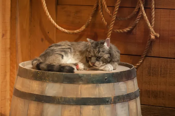 Cat sleeping on wooden wine barrel — Stock Photo, Image