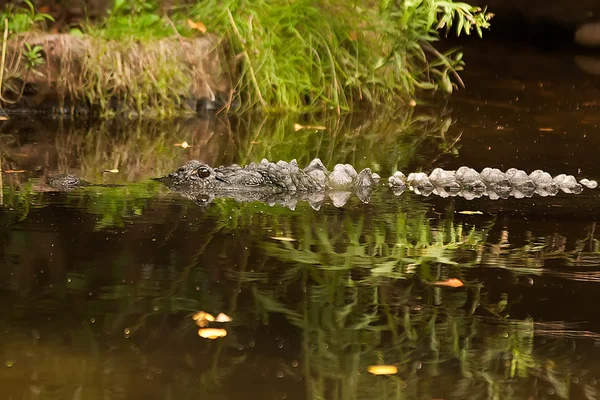 Crocodilo é entre terra e água — Fotografia de Stock