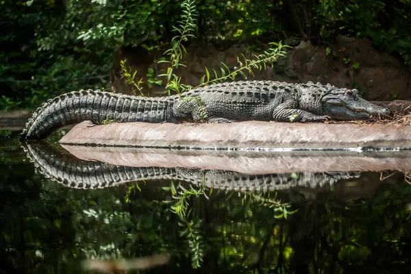 Crocodilo é entre terra e água — Fotografia de Stock