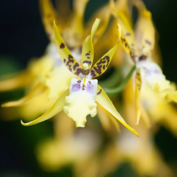 Gul tropisk blomma — Stockfoto