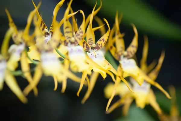 Gul tropisk blomma — Stockfoto