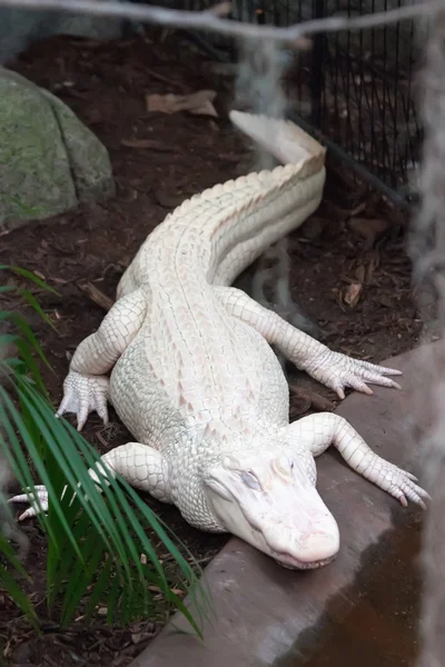 Albino alligator - krokodýlí farma — Stock fotografie