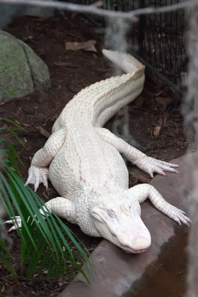 Albino jacaré - Fazenda jacaré — Fotografia de Stock