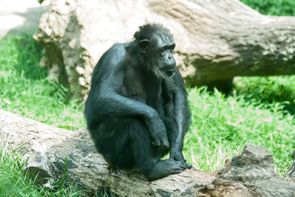 Серебряная горилла сидит — стоковое фото