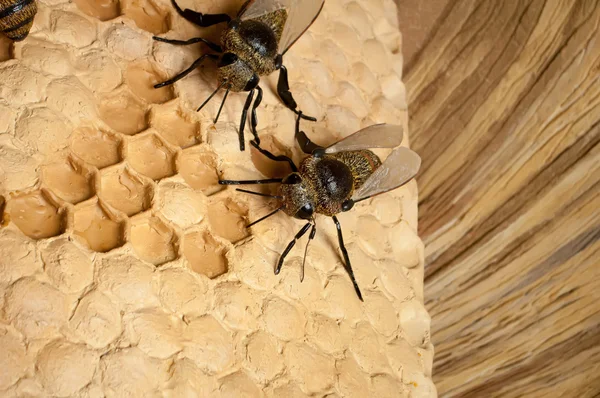 Colmena de abejas — Foto de Stock