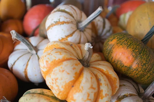 Pumpkins on pumpkin patch — Stock Photo, Image