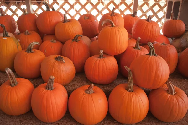 Pumpkins on pumpkin patch — Stock Photo, Image