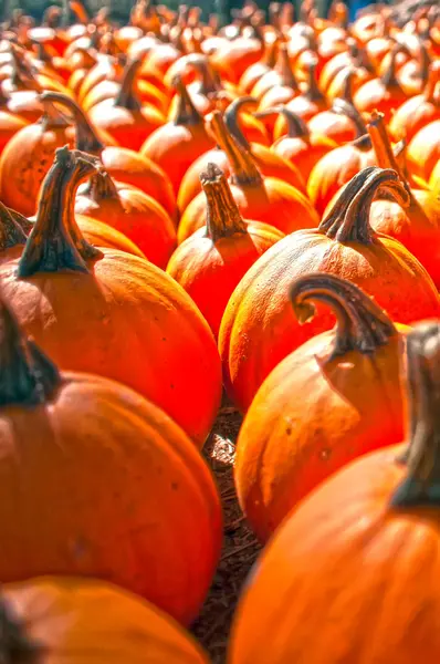 Calabazas en parche de calabaza —  Fotos de Stock