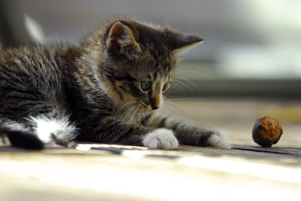 Söt kitty spelar med en valnöt — Stockfoto
