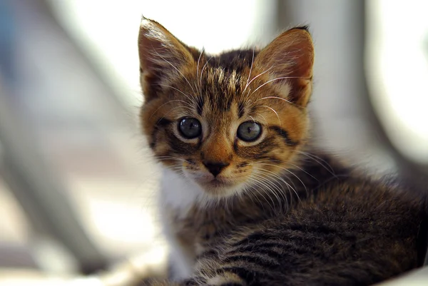 Ciekawy rozłożony kociak — Zdjęcie stockowe