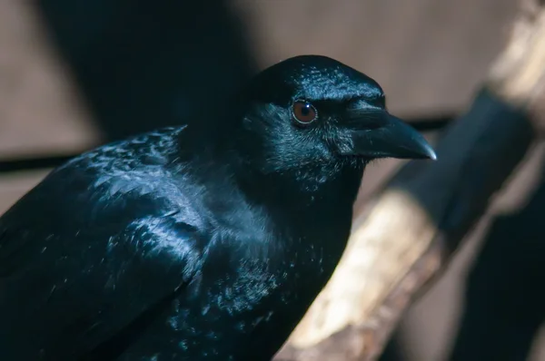 Cuervo negro — Foto de Stock