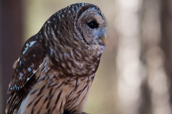 Owls are the order — Stock Photo, Image