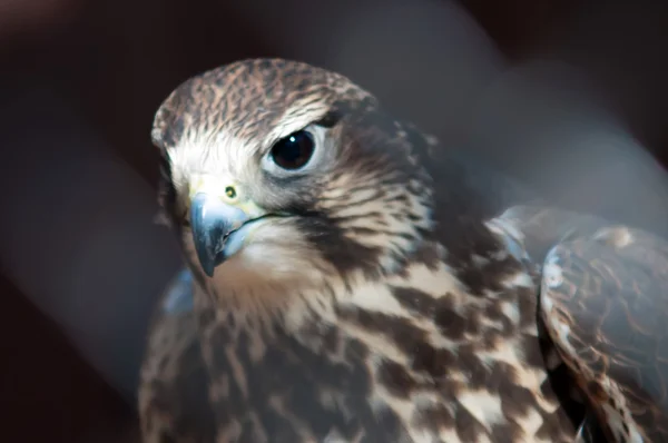 Saker falcon — Stockfoto