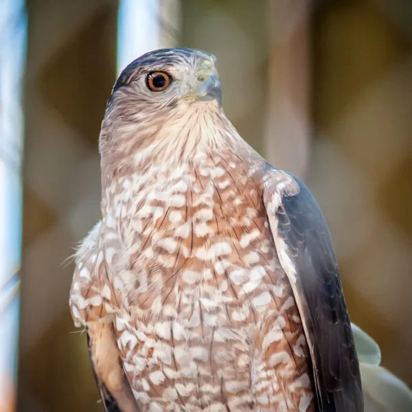 SOOPER hawk — Stockfoto