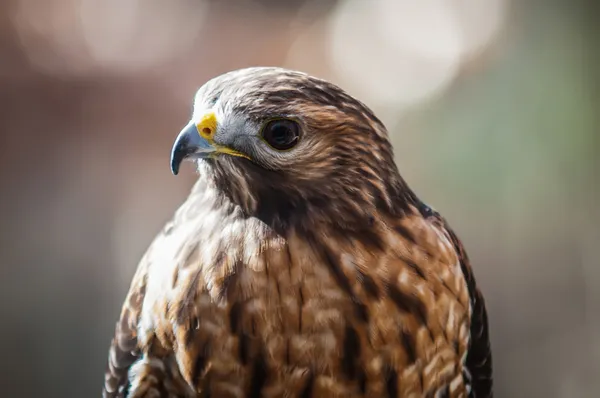 Harris Hawk — Stockfoto