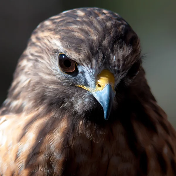 Harris Hawk — Stockfoto