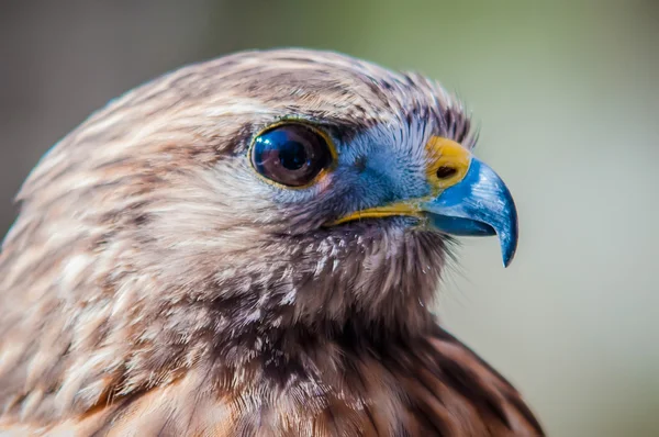 Harris Hawk — Stockfoto