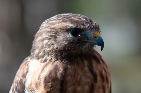 Harris Hawk — Stockfoto