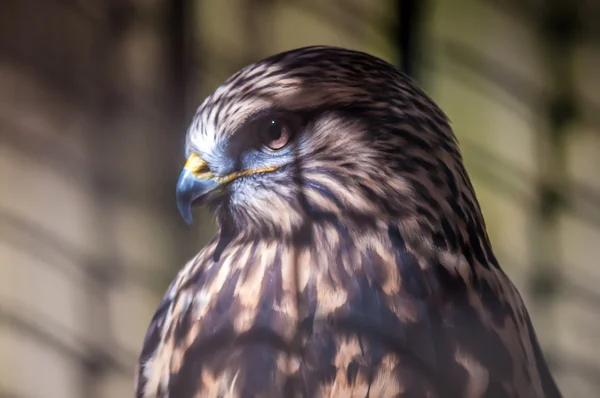 Hawk or falcon — Stock Photo, Image