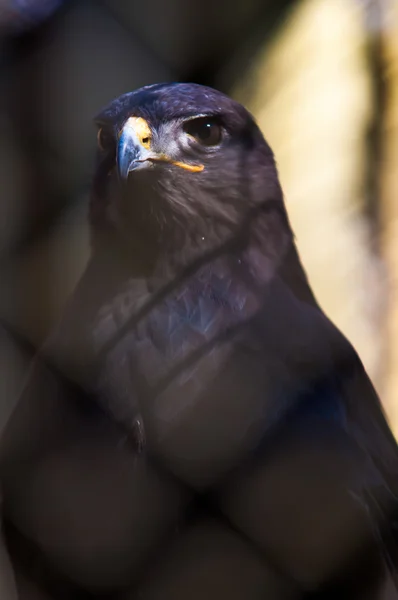 Hawk eller falcon — Stockfoto