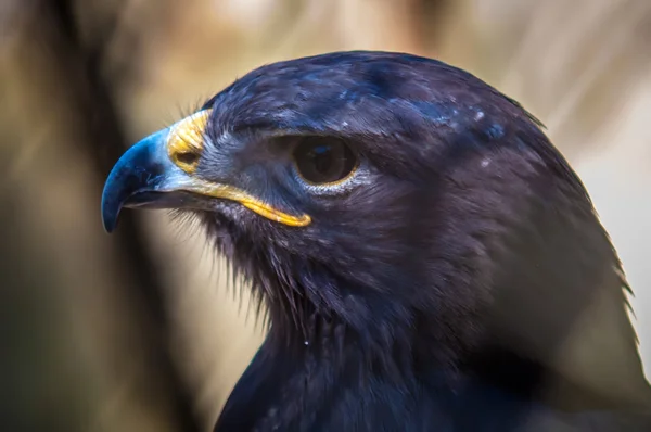 Habicht oder Falke — Stockfoto