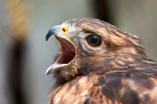 Raptor de halcón —  Fotos de Stock