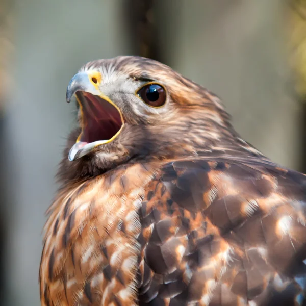 Jastrząb raptor — Zdjęcie stockowe