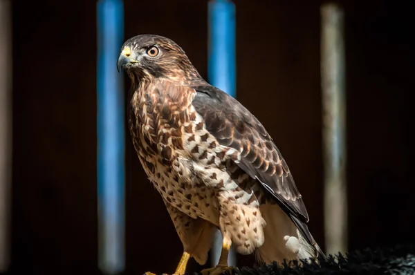 Hawk raptor — Stockfoto