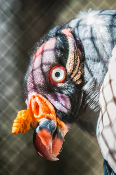 King vulture — Stock Photo, Image