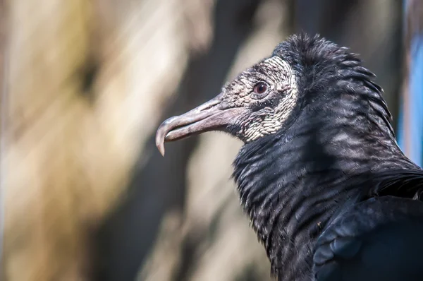 Black vulture — Stock Photo, Image