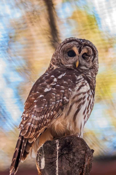 Owls are the order — Stock Photo, Image