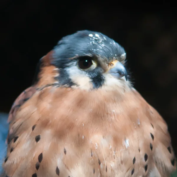 American kestrel — Stock Photo, Image